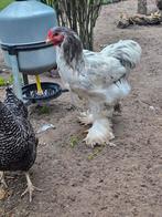 Jonge brahma haan, Dieren en Toebehoren, Pluimvee, Mannelijk, Kip