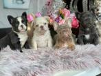 Prachtige Franse bulldog pups zoeken naar een goed huis, Dieren en Toebehoren, Rabiës (hondsdolheid), Meerdere, Bulldog, 8 tot 15 weken