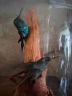 Opgezette.Taxidermie.Taxidermy. KOLIBRIES uit een diorama., Ophalen of Verzenden, Zo goed als nieuw, Terrarium of Paludarium