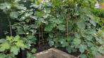 Vijgenboom, vruchtdragend', Tuin en Terras, Planten | Fruitbomen, Ophalen, Lente, Volle zon, Vijgenboom