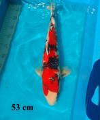showa, Karper of Koi