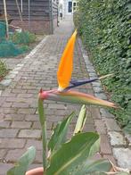 Paradijsvogelplant . Strelitzia reginae, Huis en Inrichting, Ophalen, Halfschaduw, Minder dan 100 cm