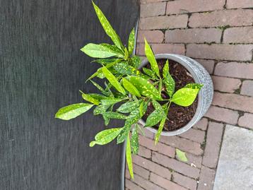 Kamerplanten te koop beschikbaar voor biedingen