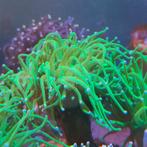 Koraal stekken zeeaquarium zeewater frags Euphyllia zoanthus, Dieren en Toebehoren