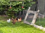 Gratis kippen, Dieren en Toebehoren, Pluimvee, Vrouwelijk, Kip