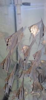 Jonge maanvissen Altum Peru / Rio Nany Altums, Vis, Zoetwatervis