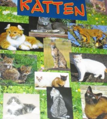 Alles over Katten Rassen Shows Fokken etc  