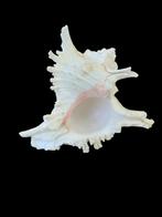 Grote witte Murex schelp, Ophalen of Verzenden, Schelp(en)