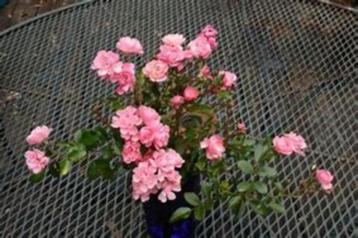 Rosa the Fairy (mooie, rijkbloeiende rose heesterroos) pot beschikbaar voor biedingen