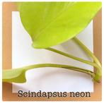 4. scindapsus neon stekje €2,50, Huis en Inrichting, Kamerplanten, Ophalen of Verzenden, Halfschaduw, Minder dan 100 cm