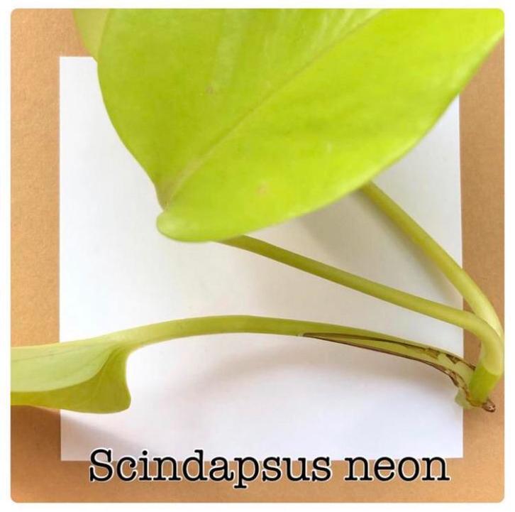 4. scindapsus neon stekje €2,50, Huis en Inrichting, Kamerplanten, Minder dan 100 cm, Halfschaduw, Ophalen of Verzenden