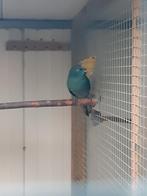 Kakariki, Dieren en Toebehoren, Vogels | Parkieten en Papegaaien, Meerdere dieren, Parkiet, Geringd