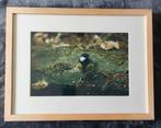 Koolmees (foto)... in Barth wissellijst van 30 x 40 cm., Antiek en Kunst, Ophalen of Verzenden