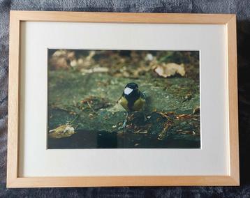 Koolmees (foto)... in Barth wissellijst van 30 x 40 cm. beschikbaar voor biedingen