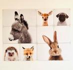 ixxi dieren 80 x 60, Ophalen of Verzenden