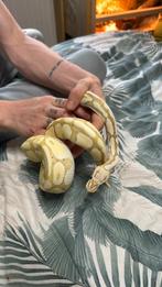 1.0 banana koningspython, Dieren en Toebehoren, Reptielen en Amfibieën, Slang