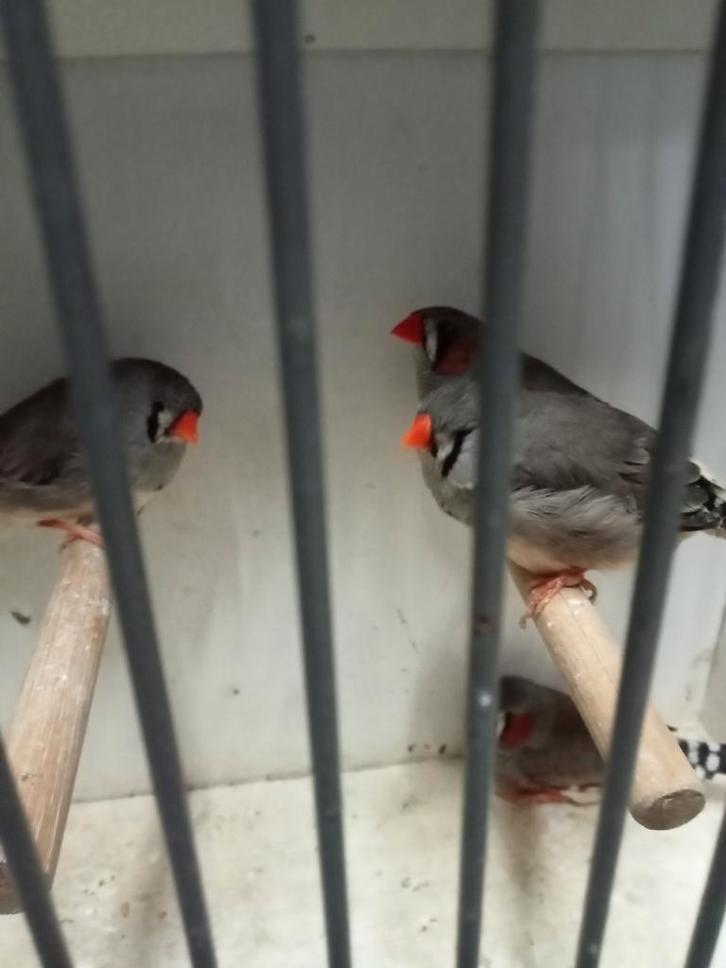 Te koop diverse kleinere zebravinken, Dieren en Toebehoren, Vogels | Overige Vogels, Meerdere dieren