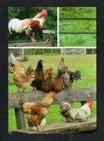 Kippen Haan Hen op Hek., Ophalen of Verzenden, 1980 tot heden, Ongelopen, Vogel