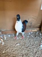 Duif, Dieren en Toebehoren, Vrouwelijk, Kropper