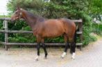 5 jarige dressuur merrie, Dieren en Toebehoren, Paarden, Merrie, M, Dressuurpaard