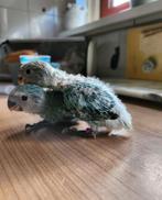 2 Agapornissen van 1 jaar oud, Dieren en Toebehoren, Mannelijk, Dwergpapegaai of Agapornis