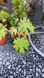 Tetrapanax, Zomer, Vaste plant, Ophalen of Verzenden, Overige soorten