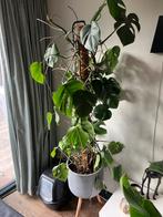 Grote Monstera incl. pot (180cm), Huis en Inrichting, Ophalen, Overige soorten, Halfschaduw, In pot