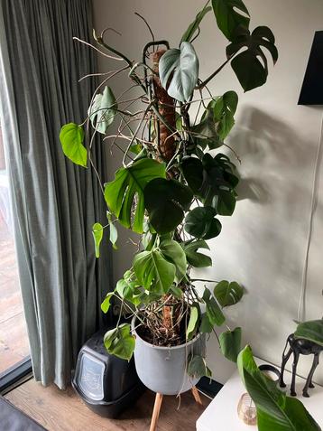 Grote Monstera incl. pot (180cm) beschikbaar voor biedingen