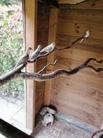 Bonte diamantduifjes (6 stuks), Dieren en Toebehoren, Meerdere dieren, Tropenvogel