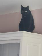 Goed huis gezocht voor lieve kater, Dieren en Toebehoren, Katten en Kittens | Overige Katten, Kater