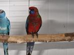 Pennant rosella pop, Dieren en Toebehoren, Vrouwelijk, Parkiet, Geringd