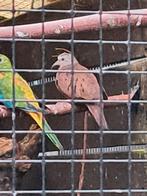 Tapacoti duifjes, Dieren en Toebehoren, Vogels | Parkieten en Papegaaien, Meerdere dieren, Parkiet, Geringd