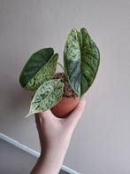 Alocasia Dragonscale Mint Variegata, Ophalen of Verzenden, Overige soorten, Minder dan 100 cm