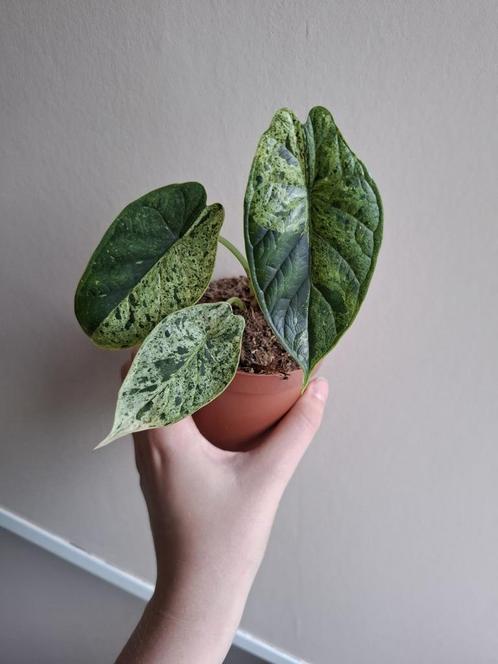 Alocasia Dragonscale Mint Variegata, Huis en Inrichting, Kamerplanten, Overige soorten, Minder dan 100 cm, Ophalen of Verzenden