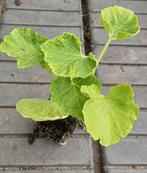 Pompoen- en kalebasplantjes, Ophalen, Volle zon, Groenteplanten, Eenjarig