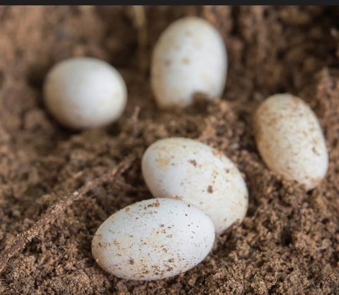 Reptielen eieren gezocht, Dieren en Toebehoren, Reptielen en Amfibieën, 0 tot 2 jaar
