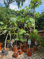 Alle Vijgbomen 30% korting, Ophalen, Zomer, Volle zon, Overige soorten
