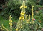 Zaden Verbascum thapsus, Verzenden, Volle zon