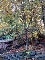 Conference perenboom gratis, Tuin en Terras, Planten | Fruitbomen, Ophalen, Perenboom, Lente