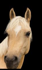 Knappe C Sportpony, Dieren en Toebehoren, Pony's, Merrie, B, Gechipt, Springpony