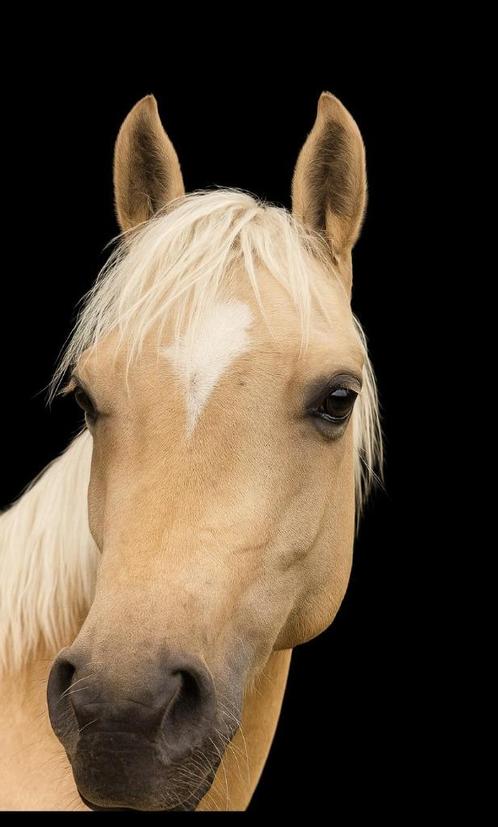 Knappe C Sportpony, Dieren en Toebehoren, Pony's, Merrie, B, C pony (1.27m tot 1.37m), Springpony, 7 tot 10 jaar, Met stamboom