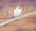 Te koop putter pop.., Dieren en Toebehoren, Vogels | Overige Vogels, Vrouwelijk, Wildzangvogel