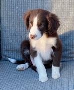 Heel aparte FRIESE STABIJ x BORDER COLLIE pups, Dieren en Toebehoren, Honden | Niet-rashonden, Nederland, CDV (hondenziekte), 8 tot 15 weken
