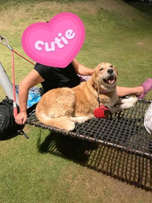 Deze Golden boy zoekt een 4-ever thuis, Dieren en Toebehoren, Honden | Niet-rashonden, Groot, Reu, Particulier, Eén hond, Buitenland