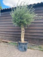 Mooie Olijfboom 190 cm hoog. Super vers!, Tuin en Terras, Planten | Bomen, Ophalen, Volle zon, Olijfboom, 100 tot 250 cm