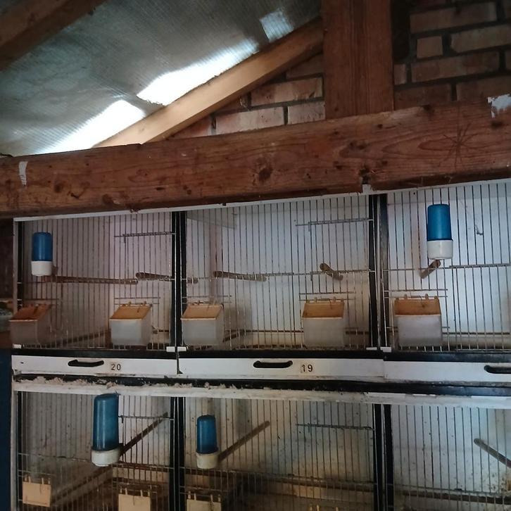 Kunststof  Bakker broedkooien, Dieren en Toebehoren, Vogels | Hokken en Kooien, Gebruikt, Broedkooi of Kweekkooi, Kunststof, Ophalen of Verzenden