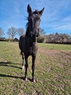 Kwpn merrie, Dieren en Toebehoren, Paarden, Merrie, Gechipt, Dressuurpaard, 0 tot 2 jaar