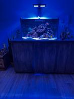Zeeaquarium, Dieren en Toebehoren, Vissen | Aquaria en Toebehoren, Ophalen, Zo goed als nieuw