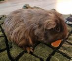 Cavia beer sheltie, Dieren en Toebehoren, Knaagdieren, November, Mannelijk, Cavia