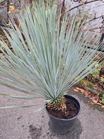 Te koop yucca rostrata., Tuin en Terras, Ophalen, Overige soorten, Volle zon